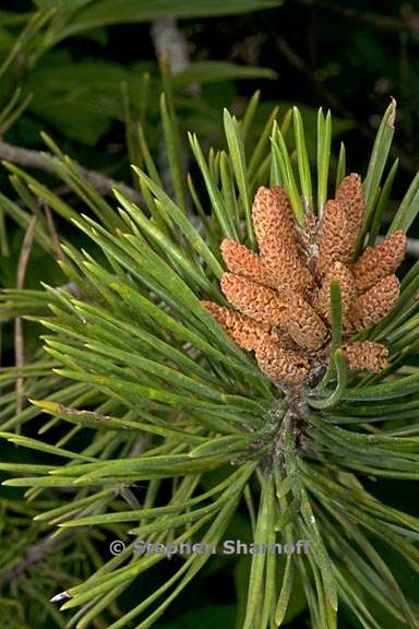 pinus contorta ssp murrayana 2 graphic